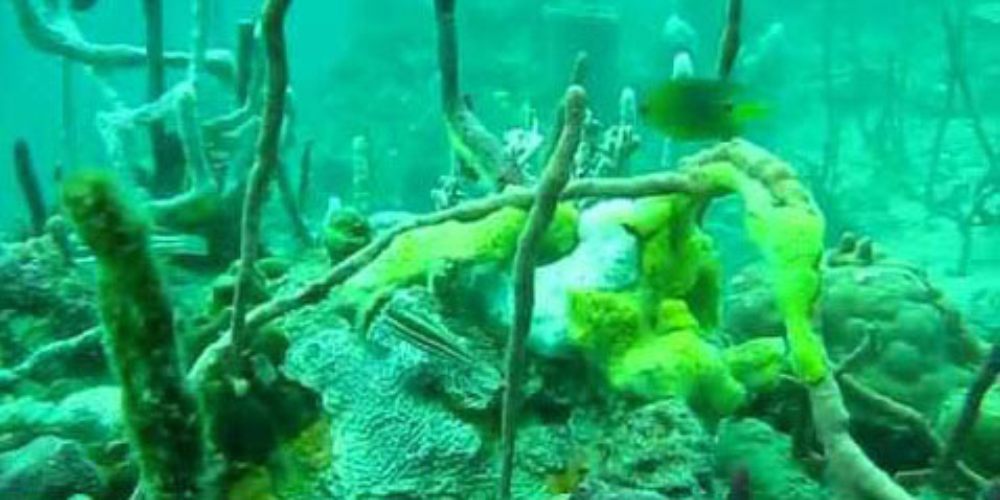        shipwreck diving bocas del toro 
  - Costa Rica