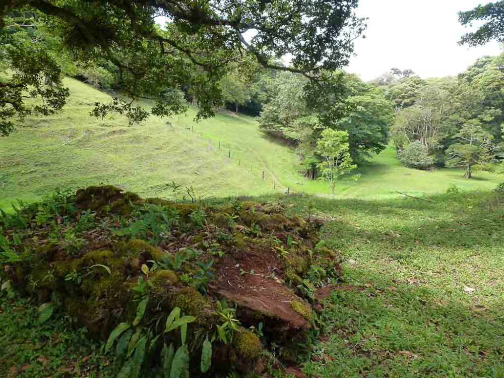        curi cancha pasture reforestation 
  - Costa Rica