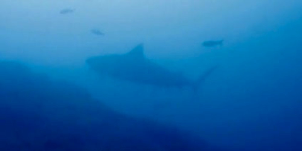        tiger sharks cocos island
  - Costa Rica