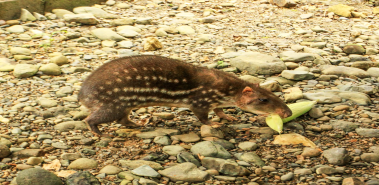 Pacas - Costa Rica