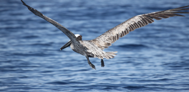 Brown Pelicans - Costa Rica