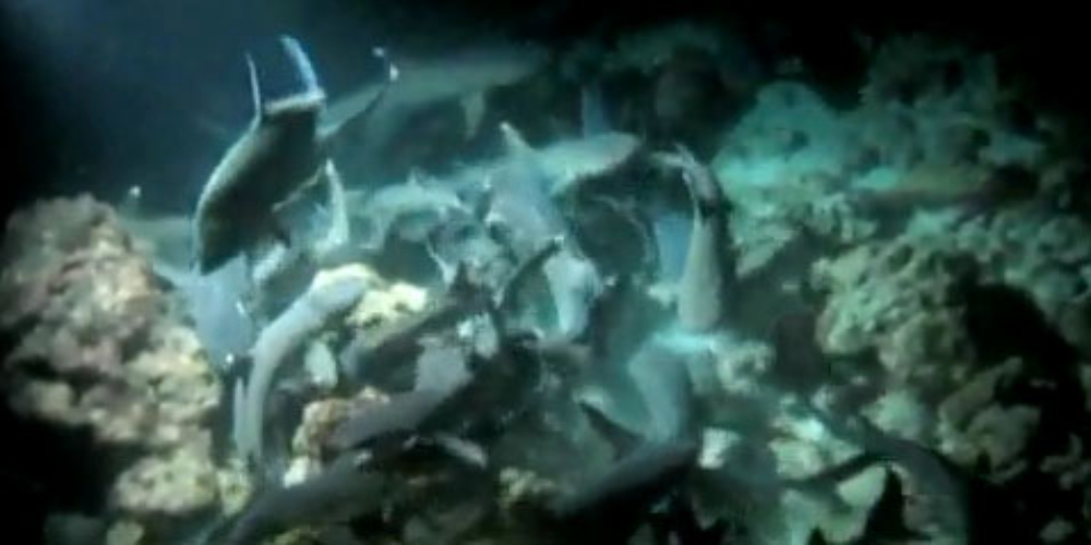        sharks feeding night cocos island
  - Costa Rica