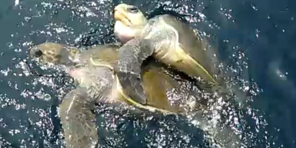        sea turtles mating
  - Costa Rica