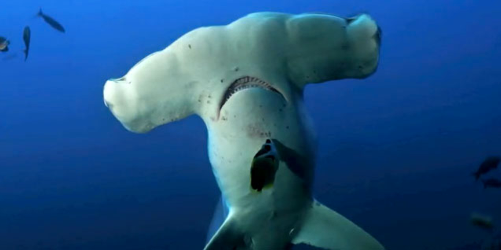        scalloped hammerheads cocos island
  - Costa Rica