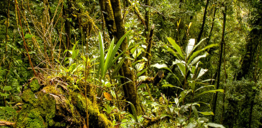 La Amistad International Park - Costa Rica