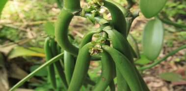 The World's Only Edible Orchid - Costa Rica