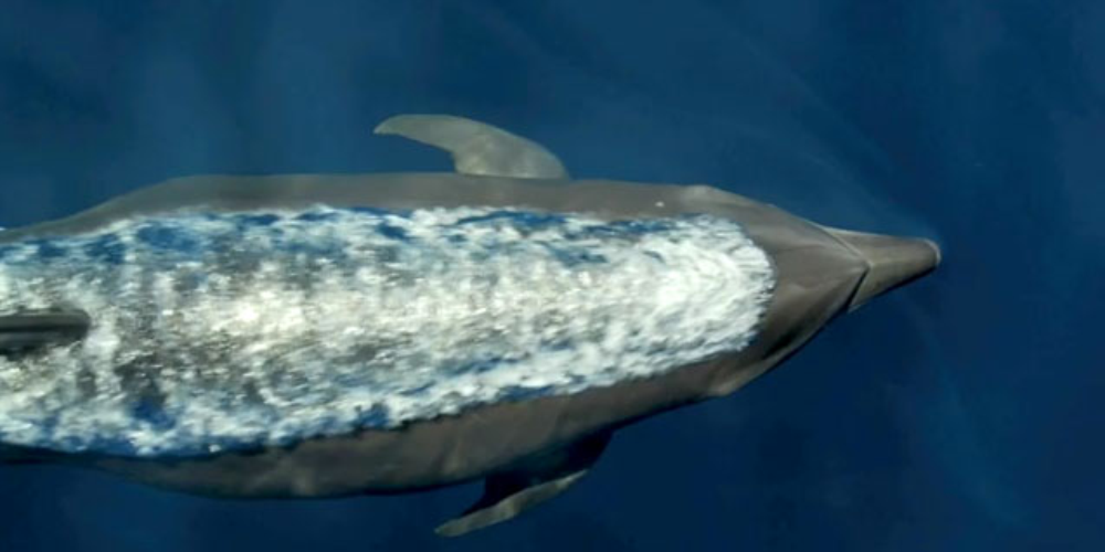        cocos island diving dolphins
  - Costa Rica