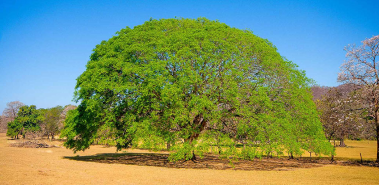 National Tree - Costa Rica