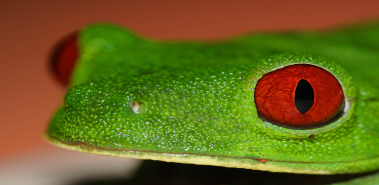 Iconic Wildlife - Costa Rica