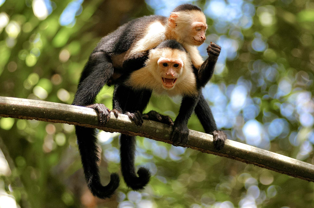 white face monkeys on branch tortuguero
 - Costa Rica