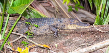 Arenal EcoZoo - Costa Rica