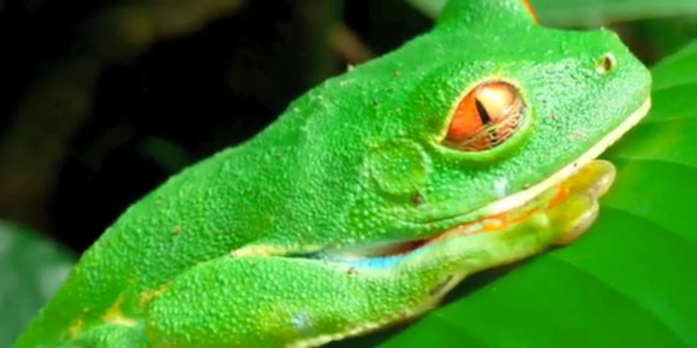        tortuguero wildlife montage
  - Costa Rica