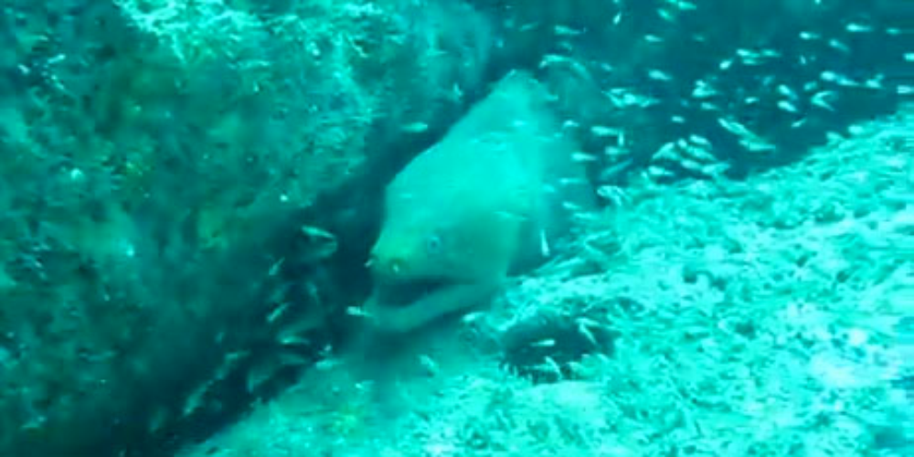        scuba diving moray eel
  - Costa Rica