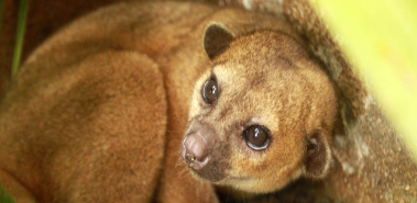 Kinkajous - Costa Rica