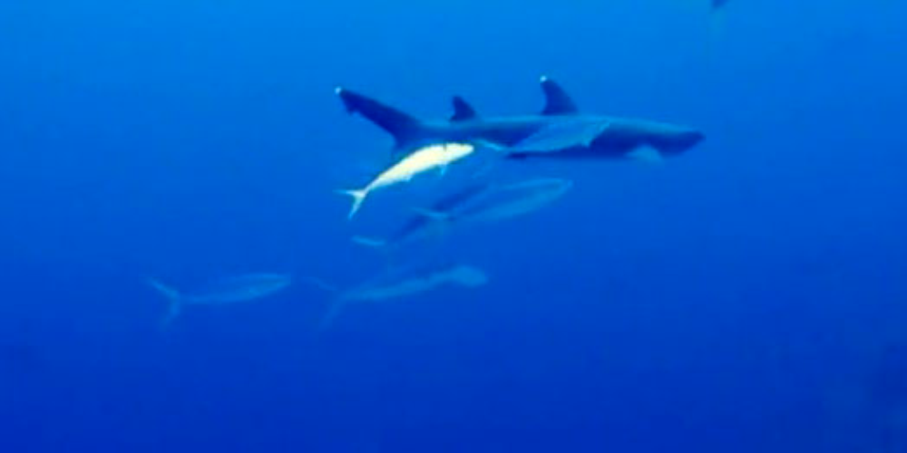        cocos island final dive
  - Costa Rica