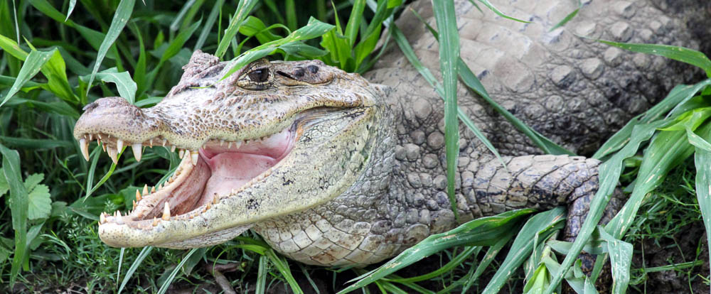 cano negro caiman 
 - Costa Rica