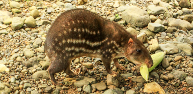 Osa Wildlife Sanctuary - Costa Rica