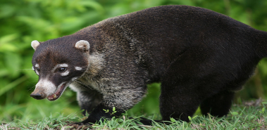 Coatimundis - Costa Rica