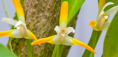 Lankester Botanical Garden - Costa Rica