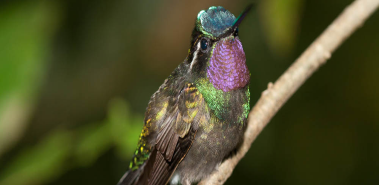 Rara Avis Reserve - Costa Rica